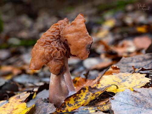 ušiak mitrovitý / ucháč čepcovitý