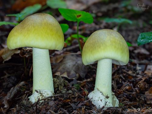 muchotrávka zelená / muchomůrka zelená