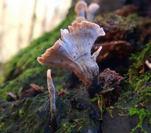 drevnatec parohatý / dřevnatec parohatý