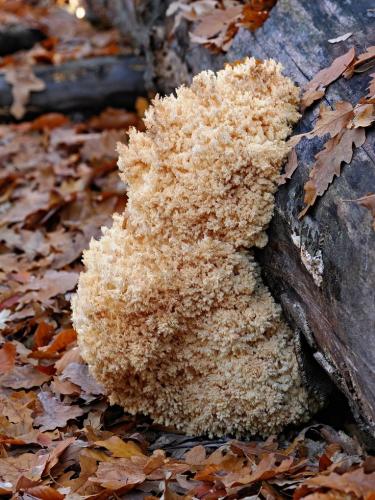 koralovec bukový / korálovec bukový