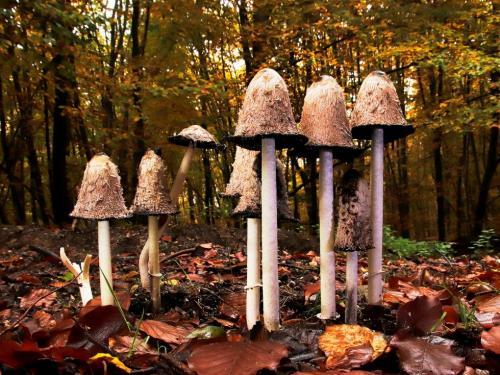 hnojník obyčajný / hnojník obecný