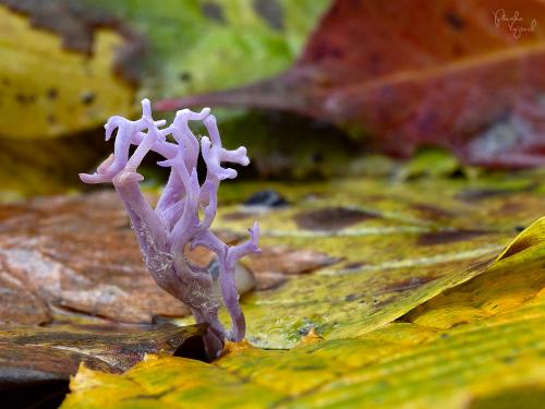 pastrapačka pôvabná / kuřinec lilákový