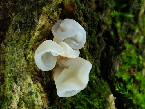 uchovec bazový / boltcovitka ucho Jidášovo