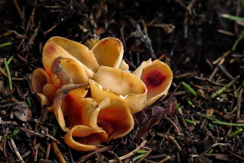 uško oslie / ouško kornoutovité