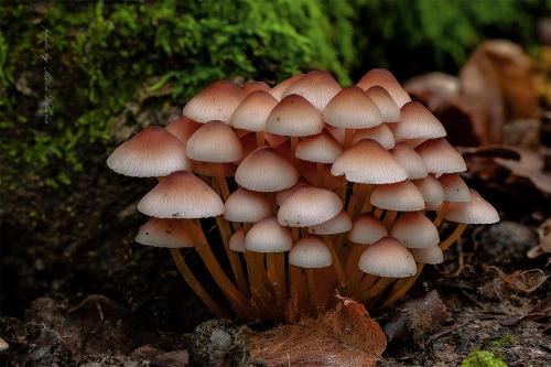 prilbička žltohlúbiková / helmovka žlutonohá