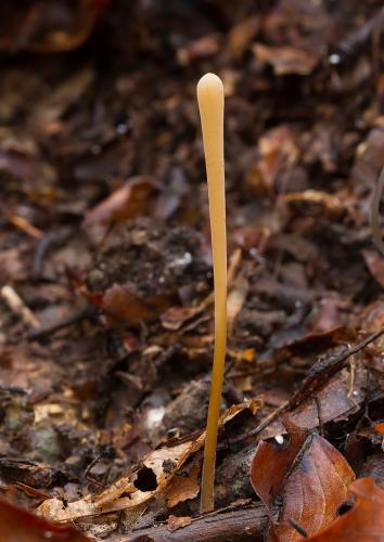 kyjovka rúrkovitá / kyj rourkovitý