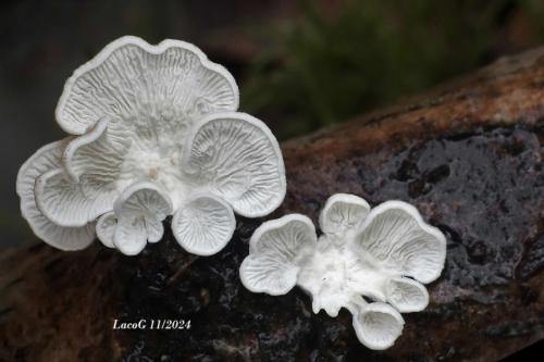 mäkkúšik kučeravý / měkkouš kadeřavý