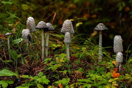 hnojník obyčajný / hnojník obecný