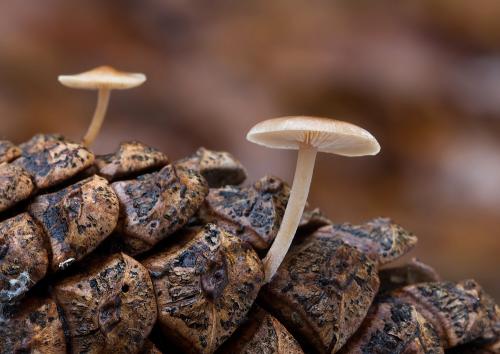 peniazka šišková / penízovka šišková