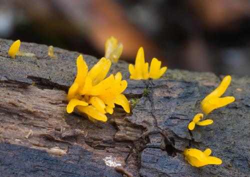 parôžkovec malý / krásnorůžek rohovitý