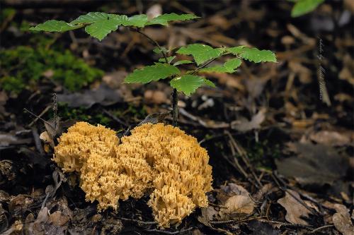 strapačka (bližšie neurčená)