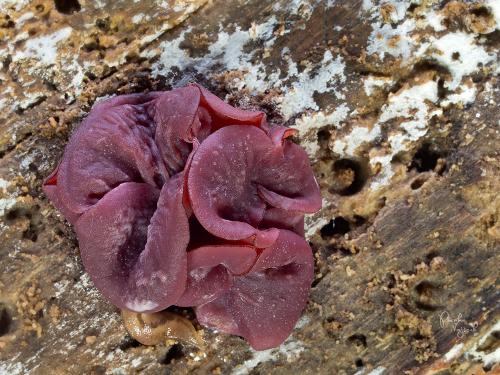 vrtidlovka veľkovýtrusná / čihovitka větší