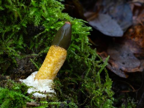 psovka obyčajná / psivka obecná