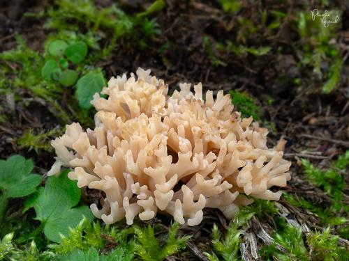 pastrapačka hnedá / kuřinec