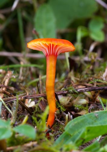 lúčnica blednúca / voskovka mírná