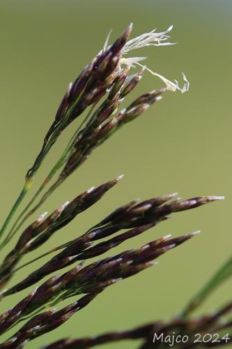 metlica trsnatá alpská