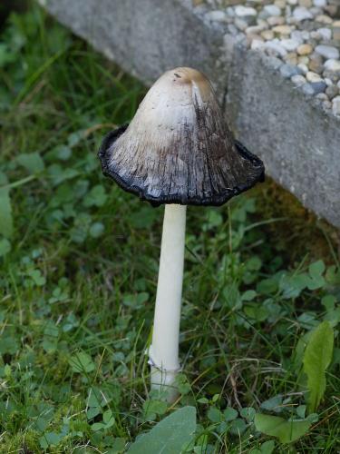 hnojník obyčajný / hnojník obecný