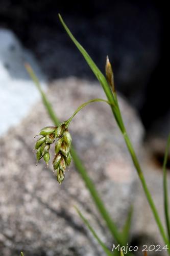ostrica vláskovitá