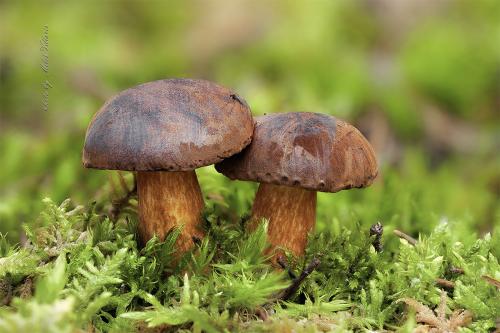 suchohríb hnedý / hřib hnědý