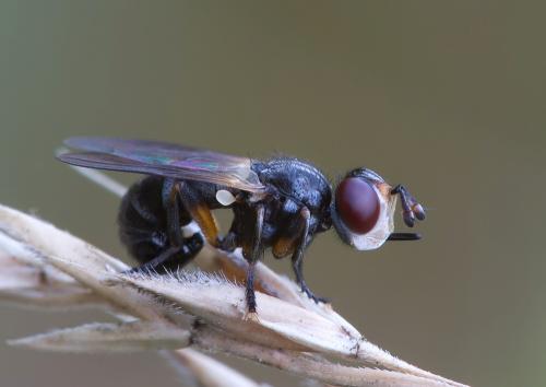 Thecophora atra