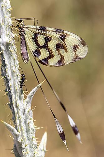 Nemoptera sinuata
