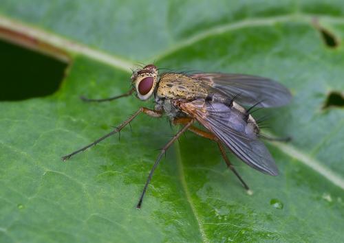 Dexia rustica