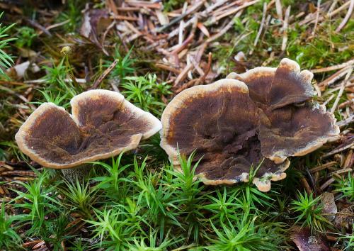 kožovník pásikavý / ďubkatec pohárkovitý