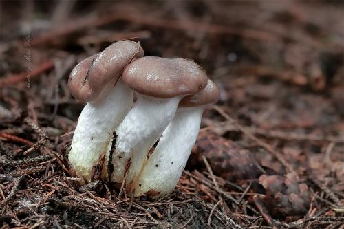 sliziak mazľavý / slizák mazlavý