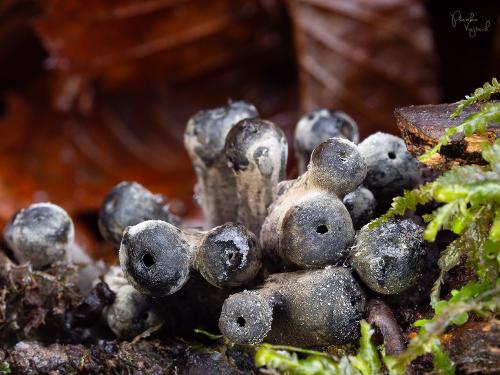 urnička kráterovitá / zvoneček pohárkovitý
