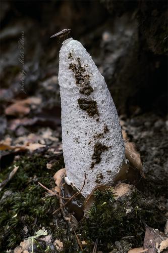 hadovka smradľavá / hadovka smrdutá