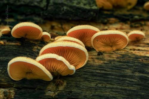 hlivník hniezdovitý / hlíva hnízdovitá