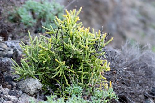 Thesium subsucculentum