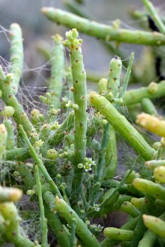 Thesium subsucculentum