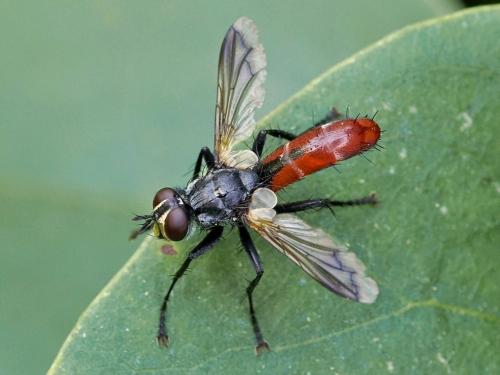 Cylindromyia bicolor