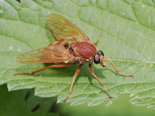 Coenomyia ferruginea