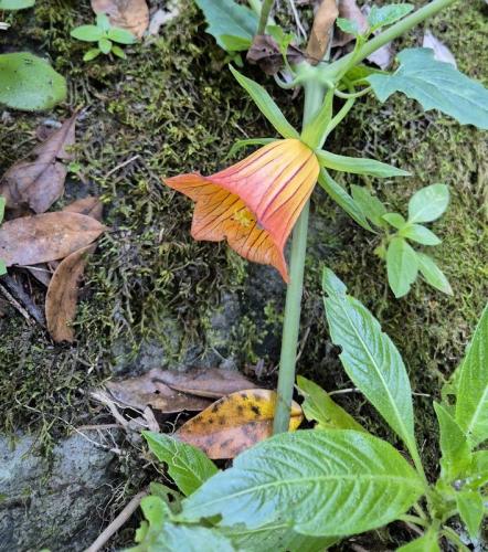 Canarina canariensis