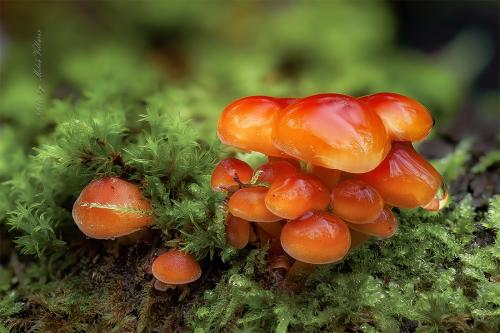 plamienka / penízovka