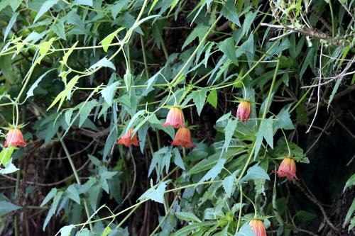 Canarina canariensis