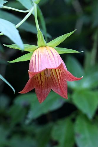 Canarina canariensis