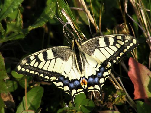 Papilio machaon