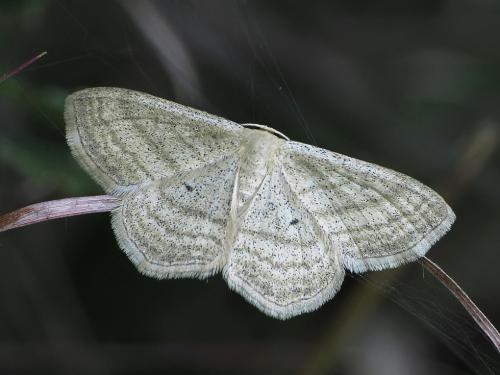 piadica pruhovaná