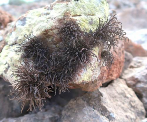 Roccella canariensis