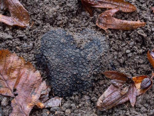 hľuzovka letná / lanýž letní
