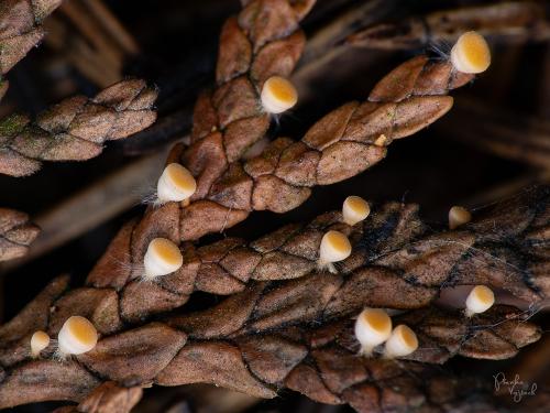 džbánočka borievková