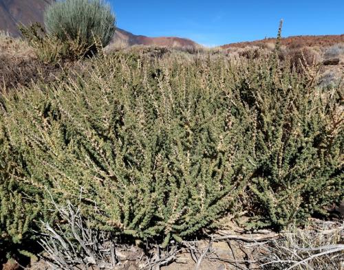 Adenocarpus viscosus