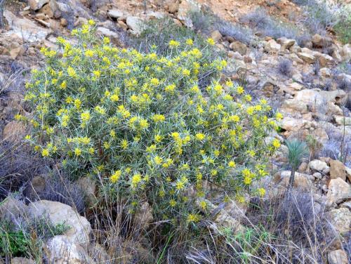 Cneorum pulverulentum