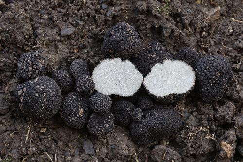 hľuzovka letná / lanýž letní