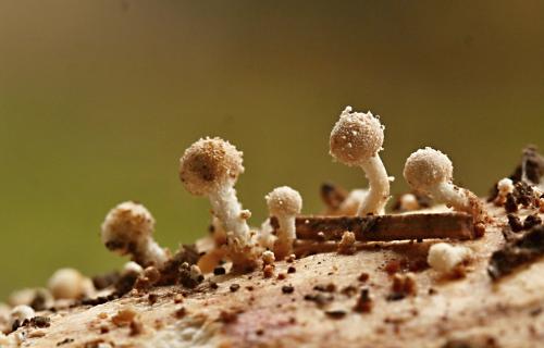 rohovinovka obyčajná / kaziroh koňský