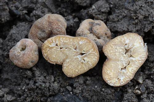 hľuzovka dlabaná / lanýž vydutý