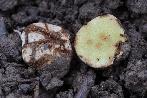 hľuza žltá / hlíza žlutá